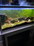 akvarium 