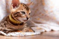 Bengal kattungar med stamtavla i SVERAK