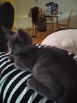 Ragdoll & Russian Blue blandning kattunge