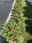 buskar bukettspirea