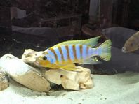 Grupp Metriaclima Zebra "LP" Chesese 