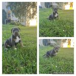 American Bully 