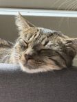 kastrerad hankatt