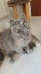 kattungar till salu 
