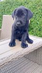 Labradorvalpar ( ej ssk - registrerade )