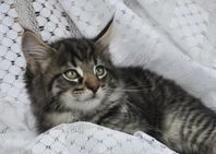 Gosig långhårig kattunge