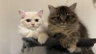kattungar