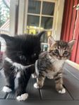 Kattungar med blandning av Norsk skogskatt och bondkatt.