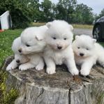 Samojed valpar 