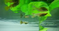 Guppy