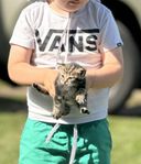 Kattungar 