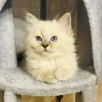 Ragdoll / Helig Birma