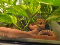 Scaleless majsorm