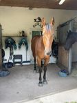 stallplats