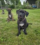 valp blandras amstaff/pitbull