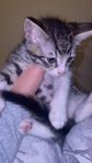 kattungar 