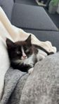 Ragdoll/ Maine Coon kattunge 