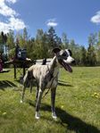 1,5årig whippet hane letar hem