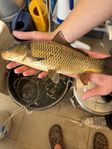 Gräsätande Karp