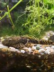Ancistrus ungar