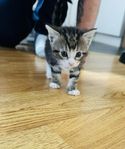 katt 