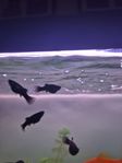Black Molly bebisar