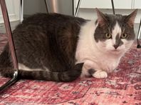 omplacering katt