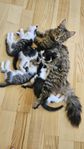 kattungar 