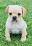 Leverans klara Riyal frenchel (Fransk bulldog Cavalier mix)
