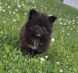 Pomapoo valpar ( Pomeranian/Pudel)