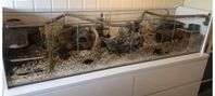 hamsterbur och saker 