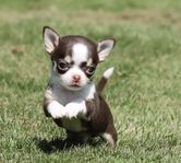 chihuahua valpar skk