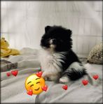 Pomeranian tik SKK 