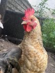 ungtuppar & 1 årig tupp