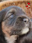 Bordercolliemix