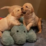 Golden retriever valpar
