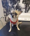 Chihuahua hund 