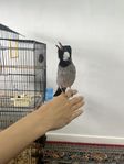 Irakisk bulbul