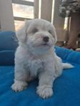 Coton de tulear blandning  valpar