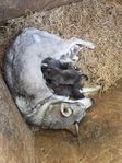 Alaskan husky valpar