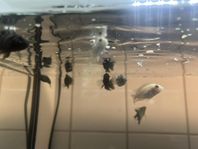 Zebra fishes