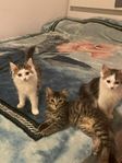 kattungen