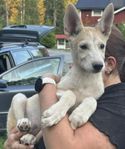 Underbara Alaskan husky valpar - söker framtida nytt hem.