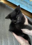 Kattunge