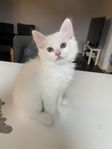 Kattunge