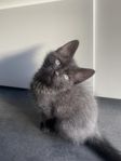 Kattunge