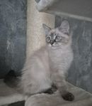 Neva kattungar 