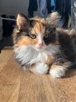 Kattungar från Norsk Skogskatt