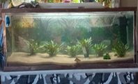 250l akvarium 
