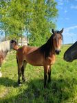 Kigermustang 
